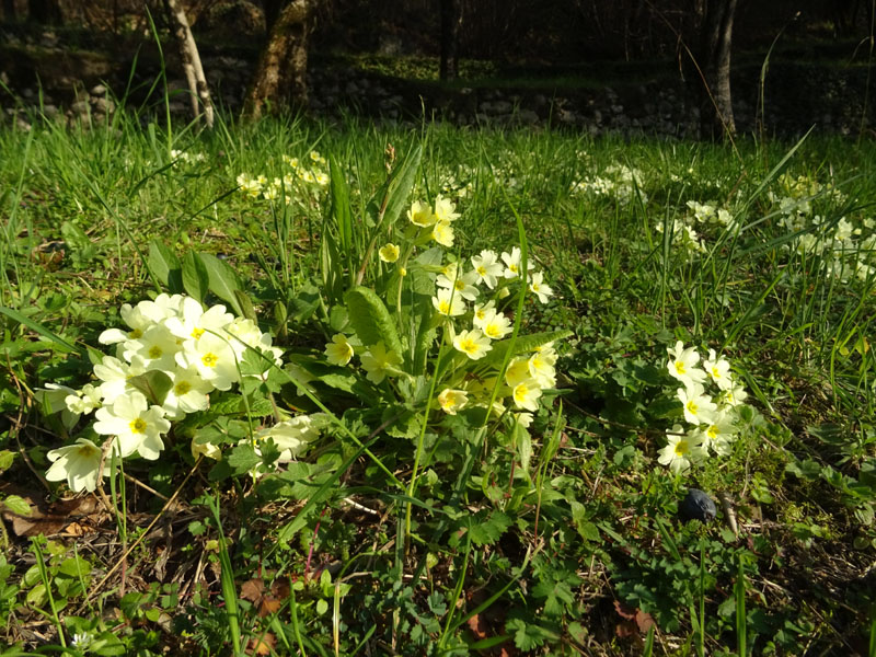 cultivar di P. vulgaris, Primula vulgaris e Primula veris